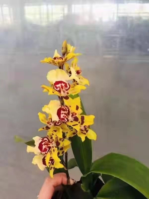 中型綠植