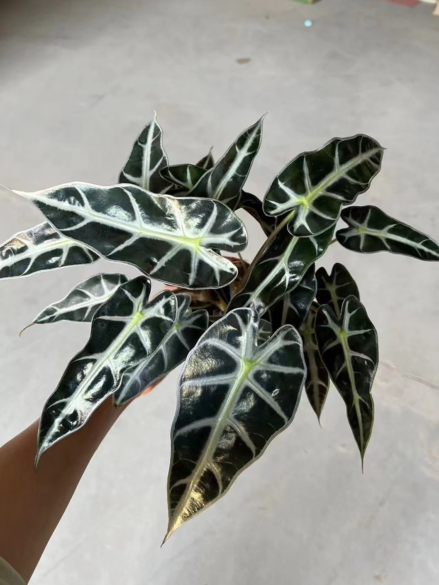 中型綠植