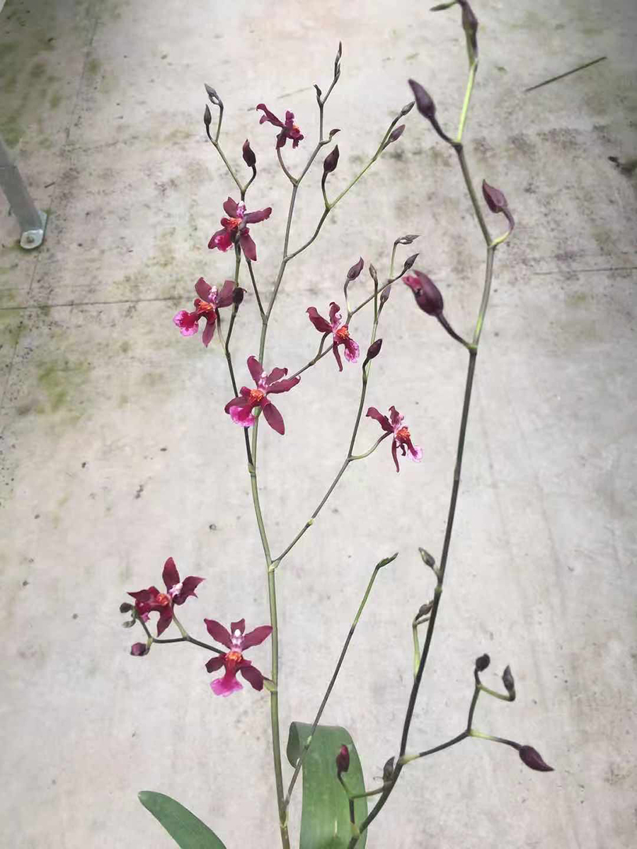 中型綠植