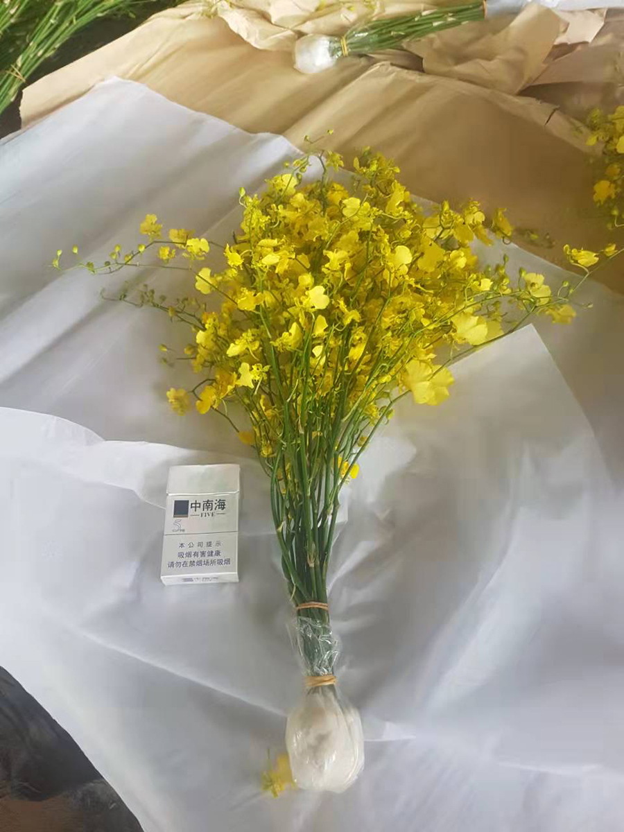 中型綠植