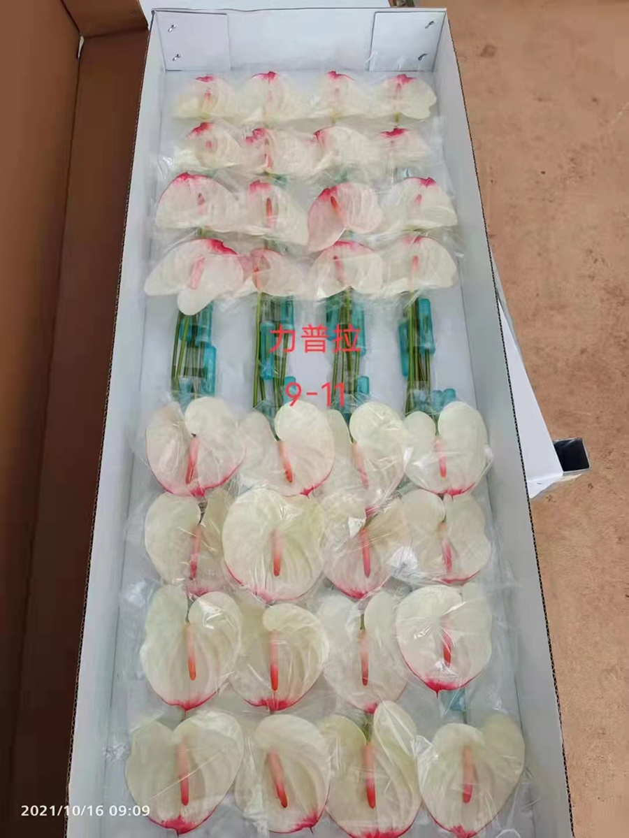 中型綠植