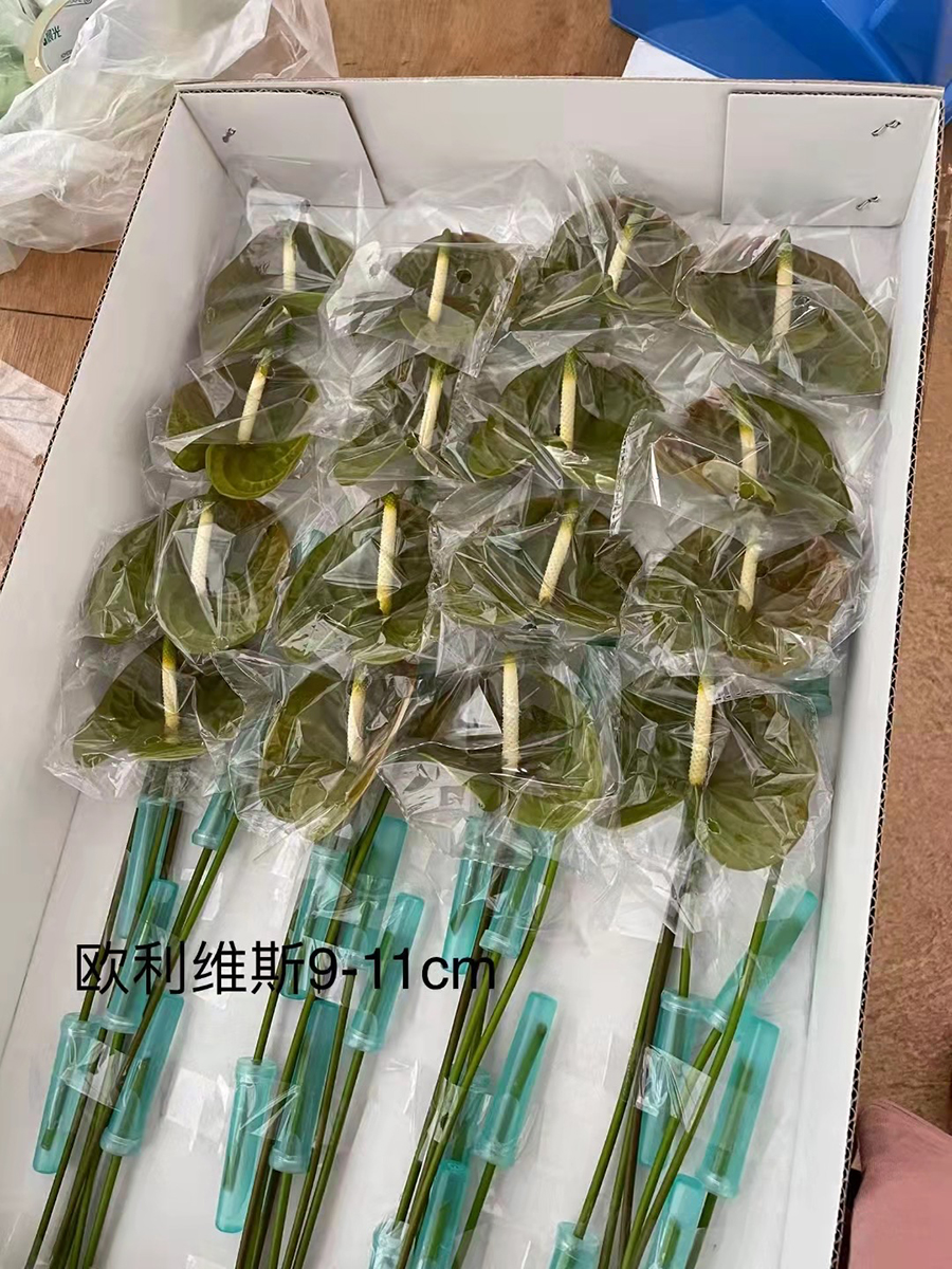 中型綠植