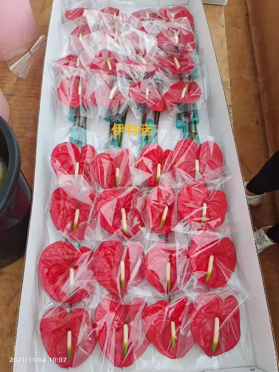 中型綠植