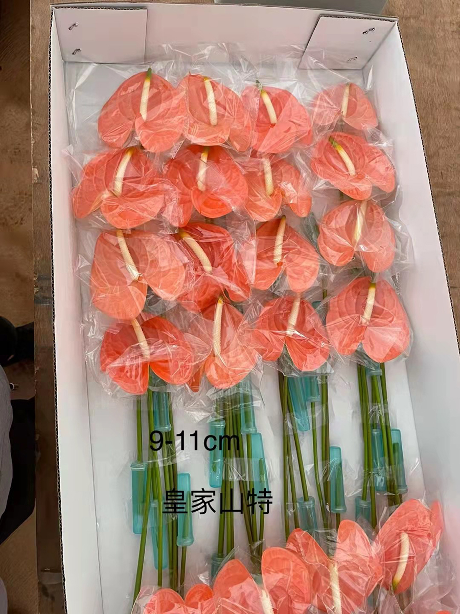中型綠植