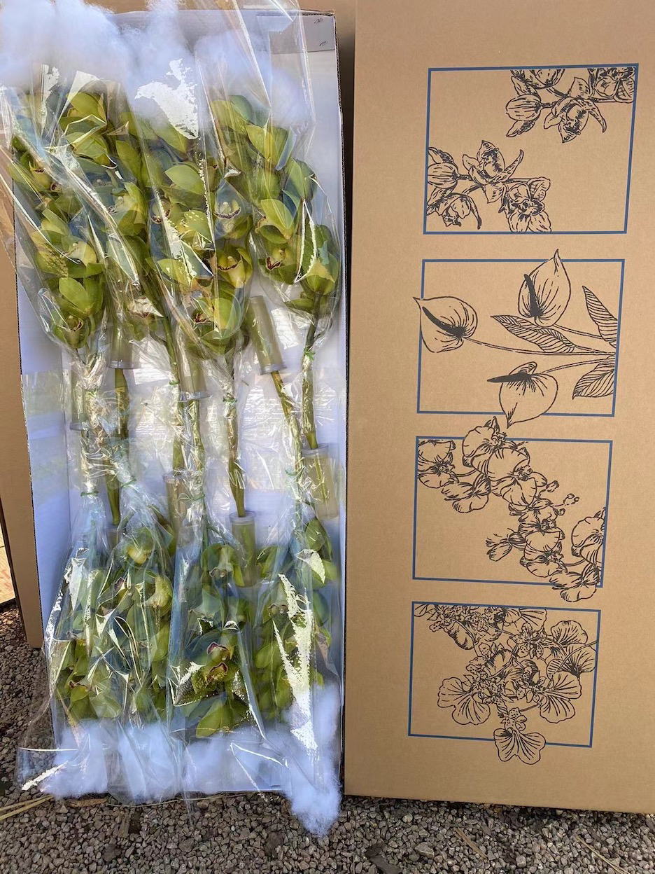 中型綠植