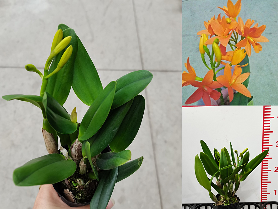 中型綠植