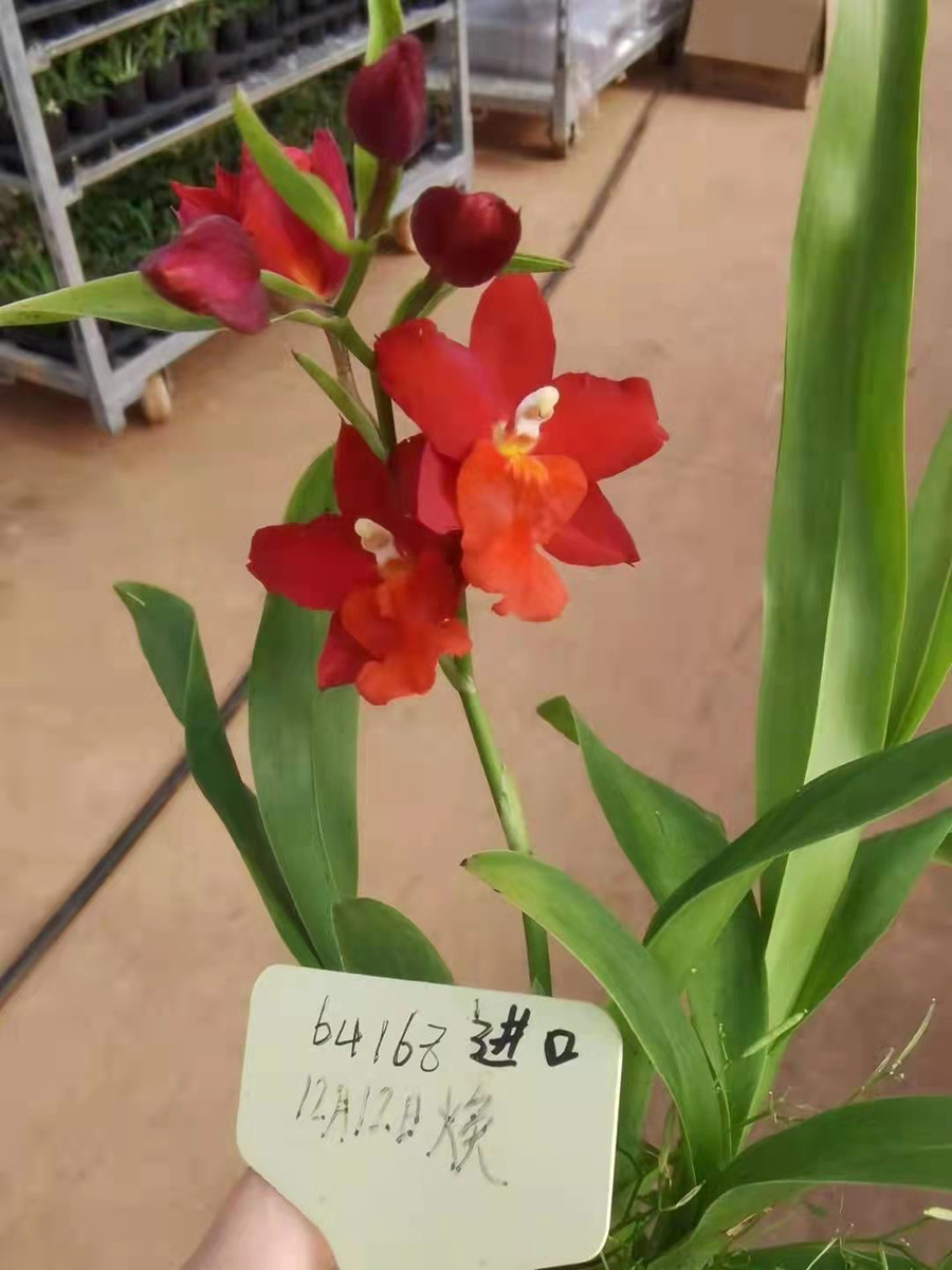 中型綠植
