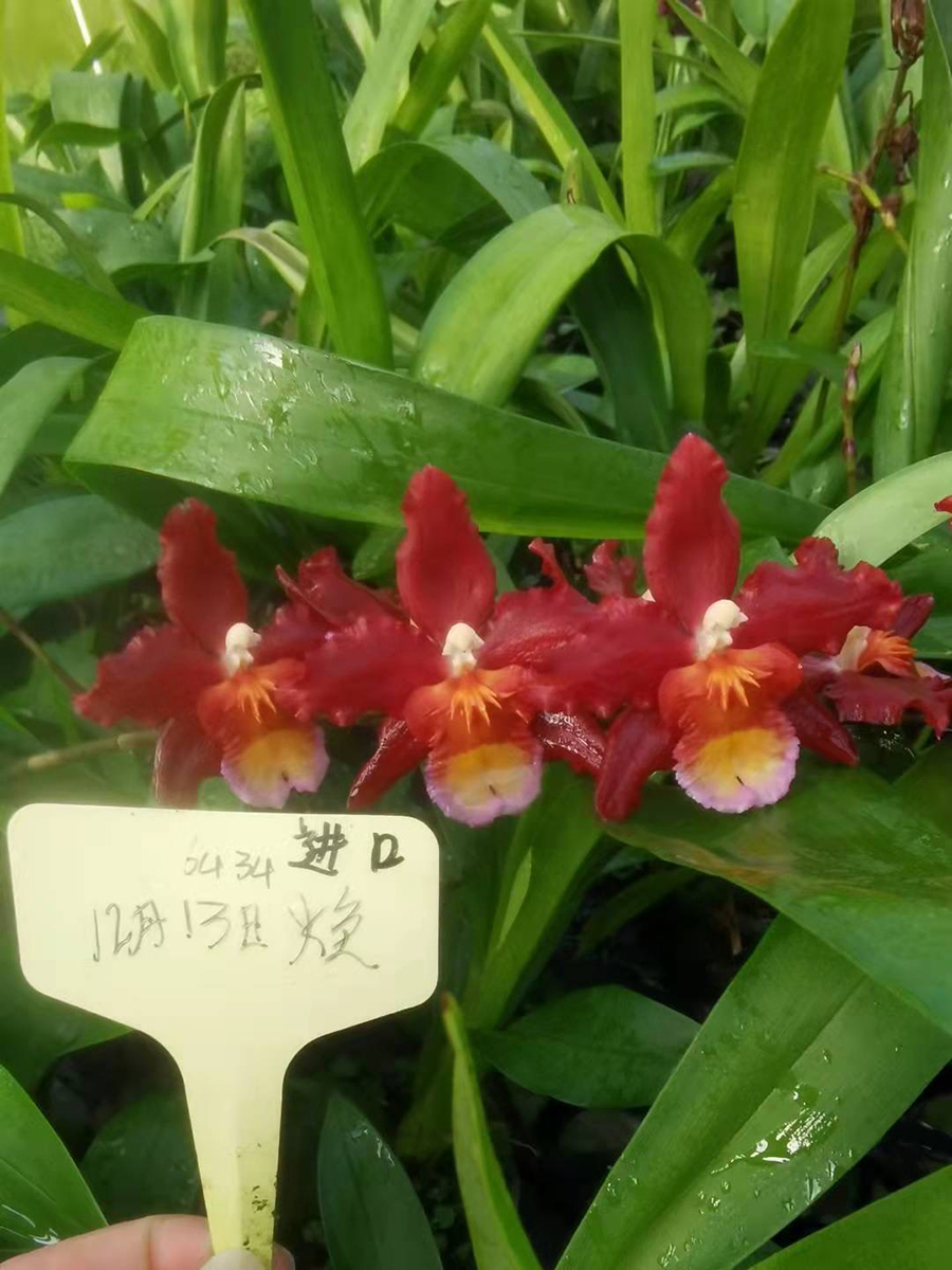 中型綠植