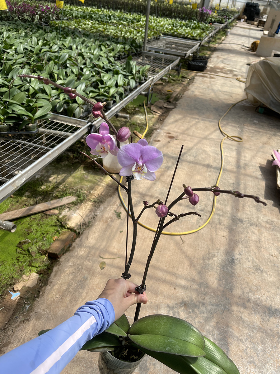 中型綠植