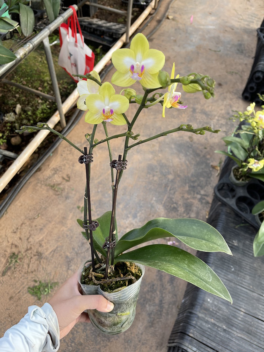 中型綠植