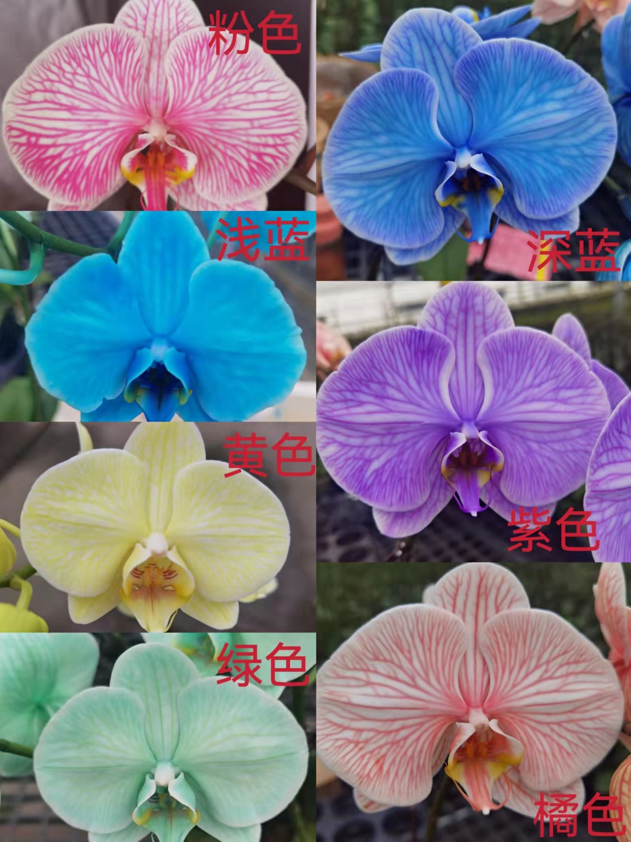 中型綠植